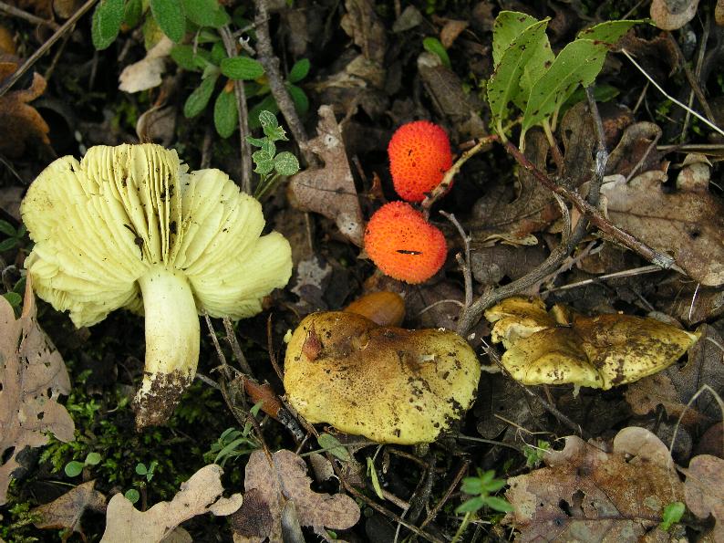 Tricholoma ulvinenii.